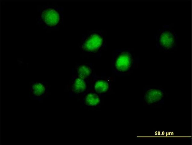 Anti-MAD2L1BP antibody produced in mouse