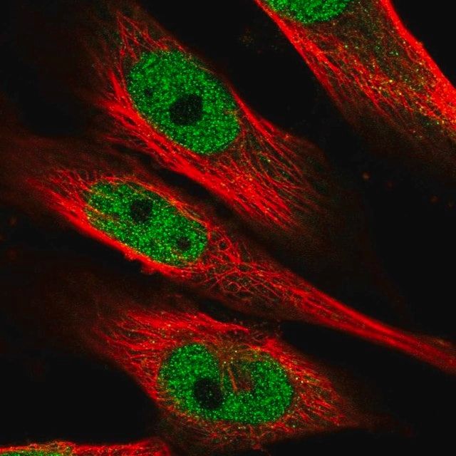 Anti-MAML1 antibody produced in rabbit