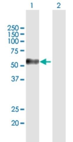 Anti-MAGEC2 antibody produced in mouse