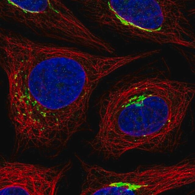 Anti-MANEAL antibody produced in rabbit