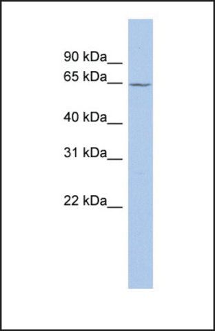 Anti-MAOA antibody produced in rabbit