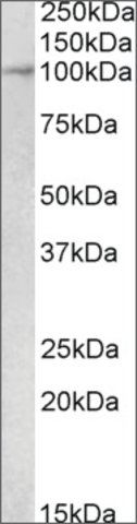 Anti-Malt1 antibody produced in goat