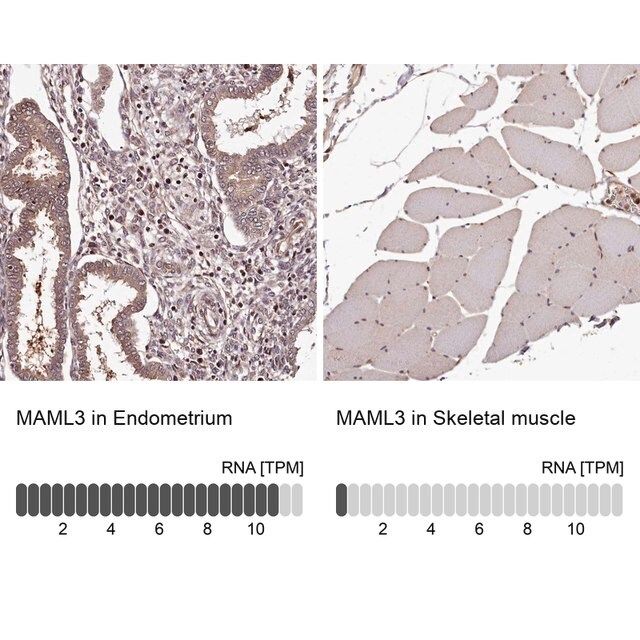 Anti-MAML3 antibody produced in rabbit