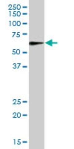 Anti-MAOA antibody produced in mouse