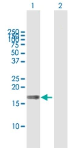 Anti-MAL antibody produced in mouse