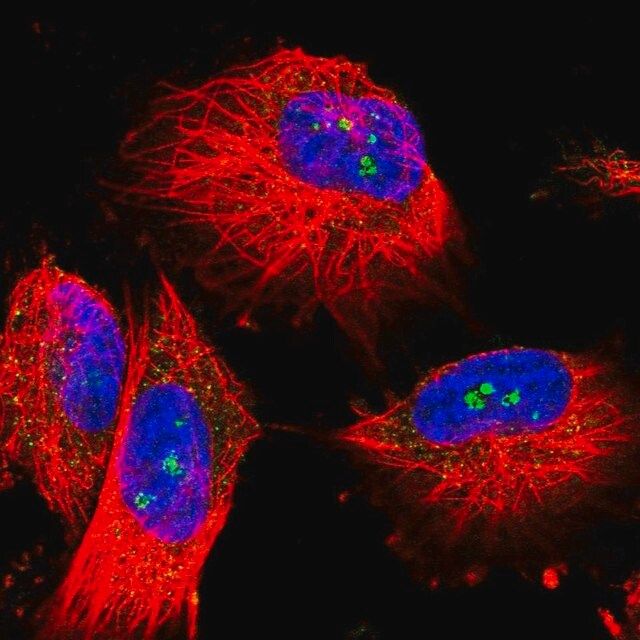 Anti-MALT1 antibody produced in rabbit