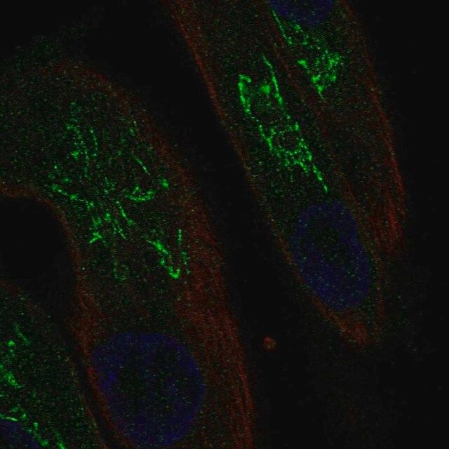 Anti-MAL antibody produced in rabbit