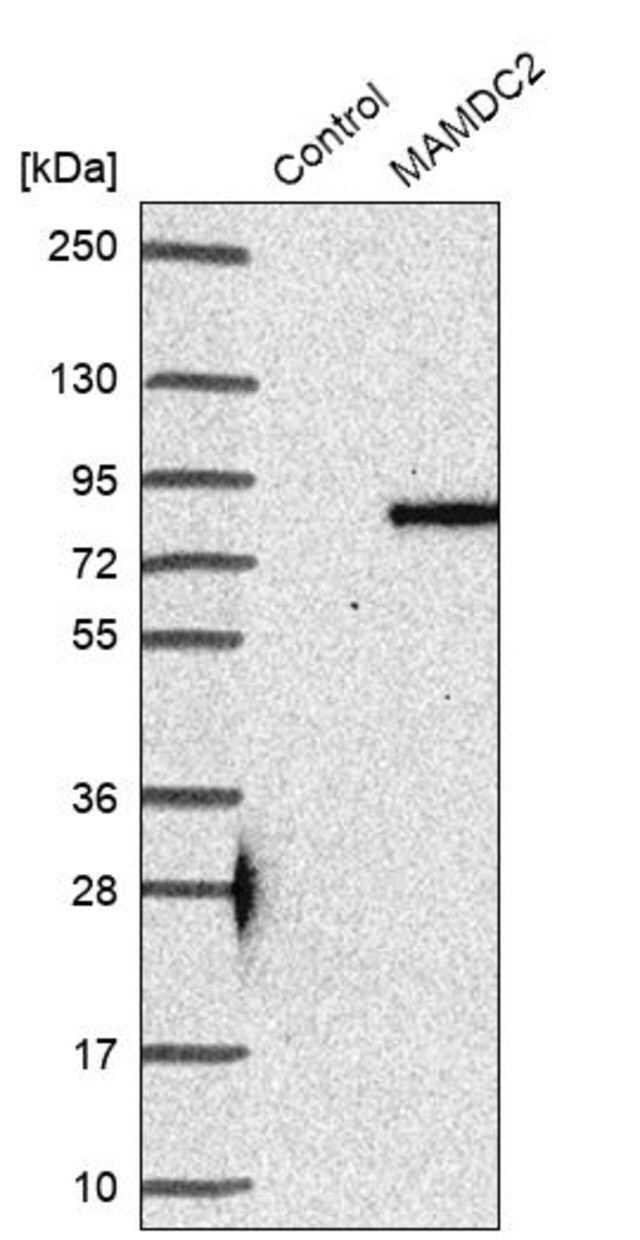 Anti-MAMDC2 antibody produced in rabbit