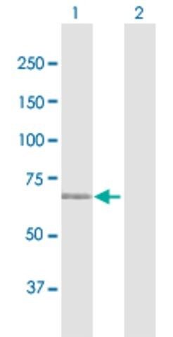 Anti-MAN1C1 antibody produced in rabbit