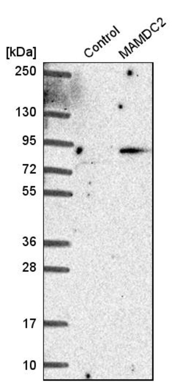 Anti-MAMDC2 antibody produced in rabbit