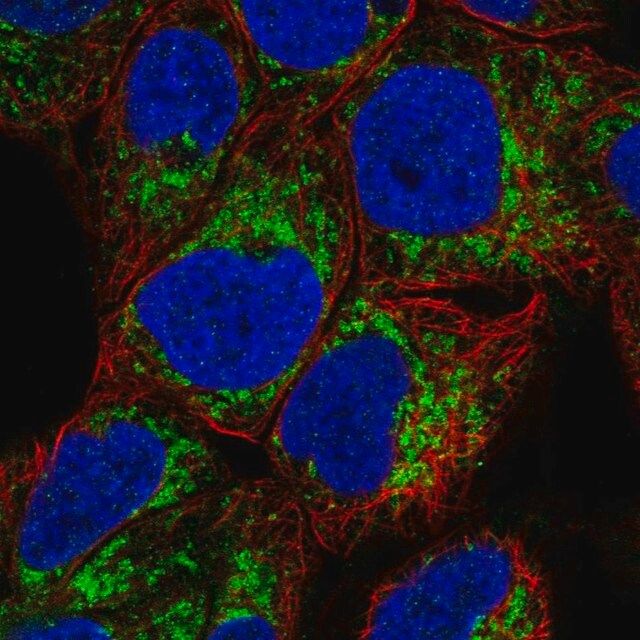 Anti-MAOA antibody produced in rabbit