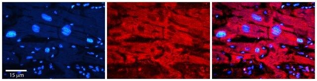 Anti-MAOB antibody produced in rabbit