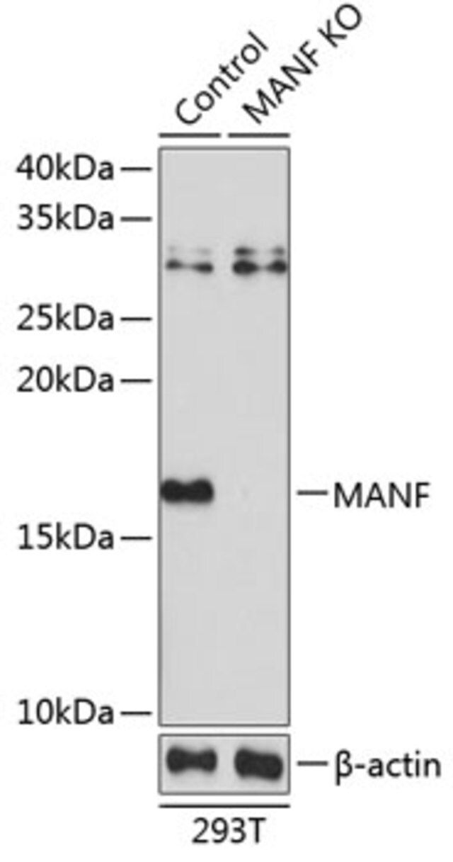 Anti-MANF antibody produced in rabbit