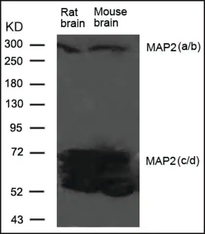 Anti-MAP2 antibody produced in rabbit