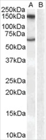 Anti-MAOB antibody produced in goat