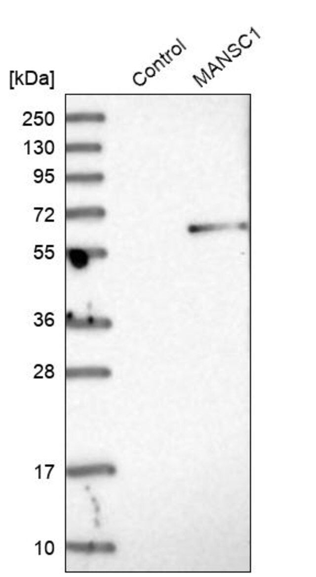 Anti-MANSC1 antibody produced in rabbit