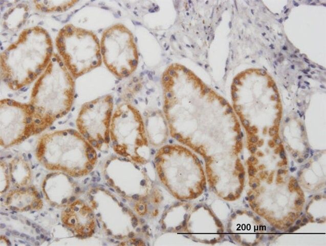 Anti-MAOB antibody produced in mouse