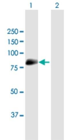 Anti-MAN1C1 antibody produced in mouse