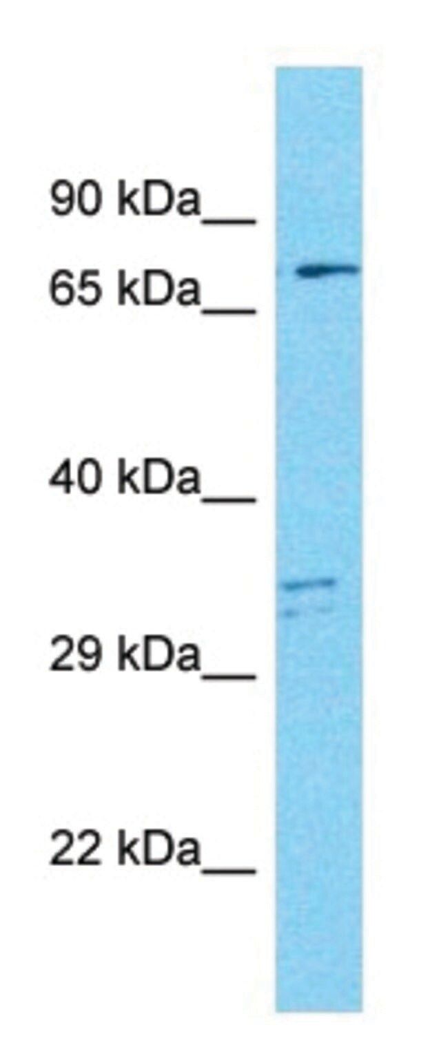 Anti-MAP9 antibody produced in rabbit