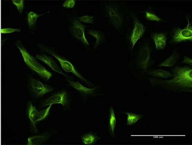 Anti-MAP7 antibody produced in mouse