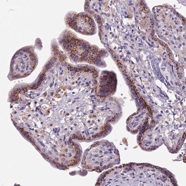 Anti-MAN1C1 antibody produced in rabbit