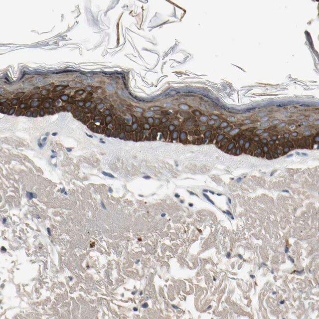 Anti-MANSC1 antibody produced in rabbit