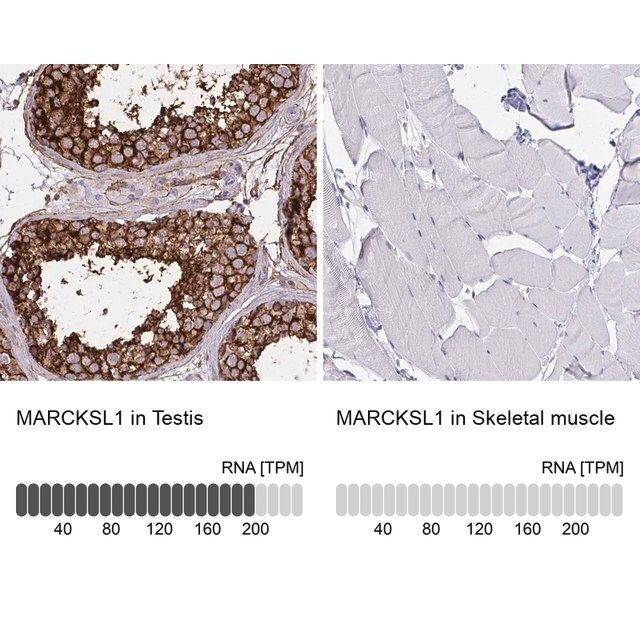 Anti-MARCKSL1 antibody produced in rabbit