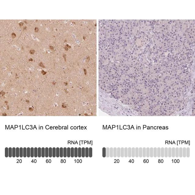 Anti-MAP1LC3A antibody produced in rabbit