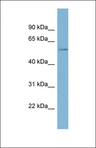 Anti-MARVELD2 antibody produced in rabbit