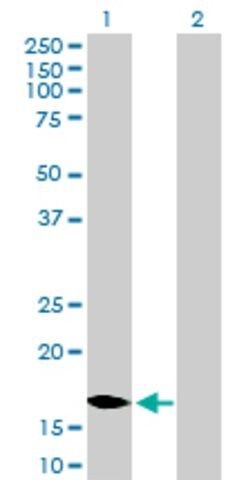 Anti-MCEE antibody produced in mouse