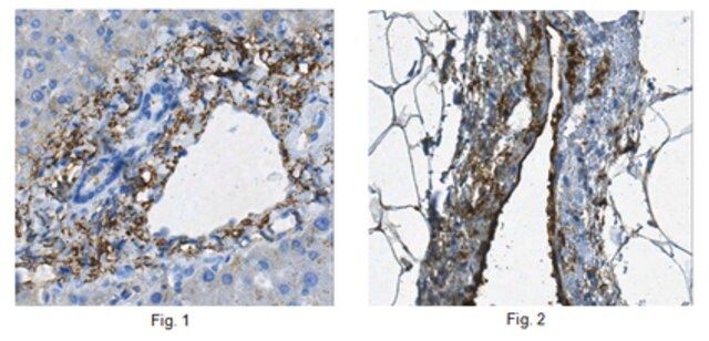 Anti-Lubricin/Proteoglycan 4, clone 5C11 Antibody