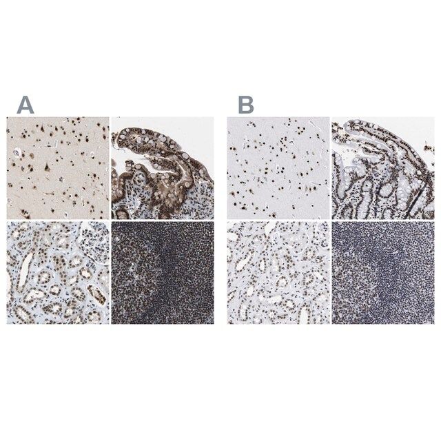 Anti-LUC7L3 antibody produced in rabbit