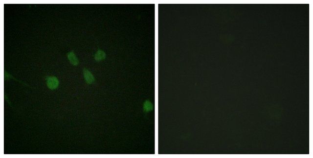 Anti-MAD1 antibody produced in rabbit