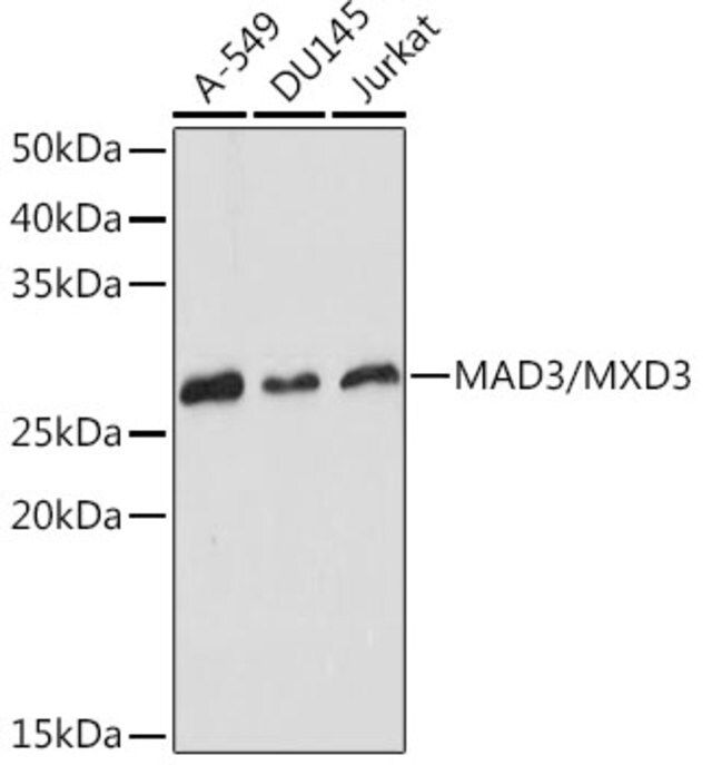 Anti-MAD3/MXD3 antibody produced in rabbit