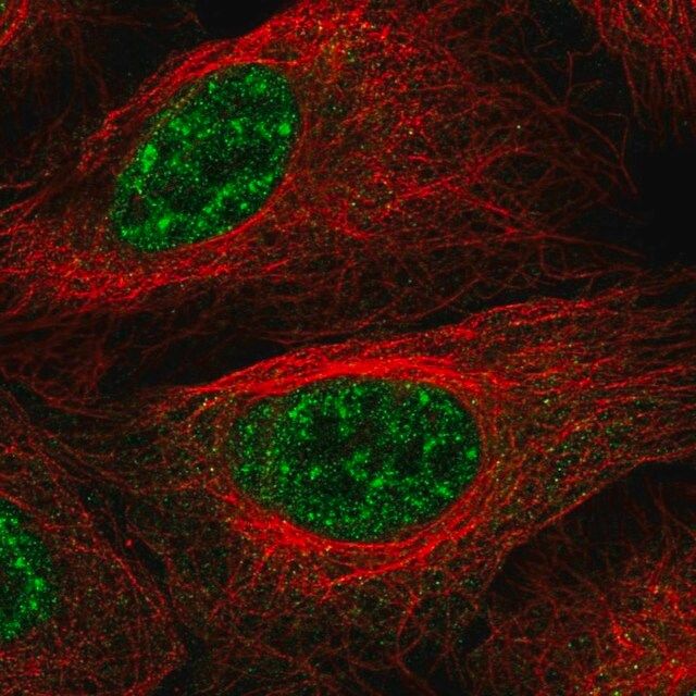 Anti-LHX4 antibody produced in rabbit