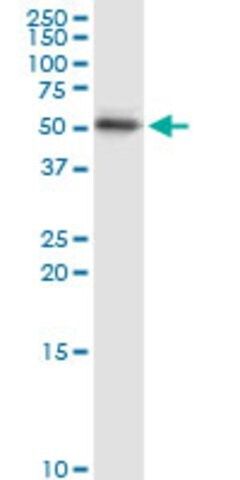 Anti-KRT15 antibody produced in rabbit