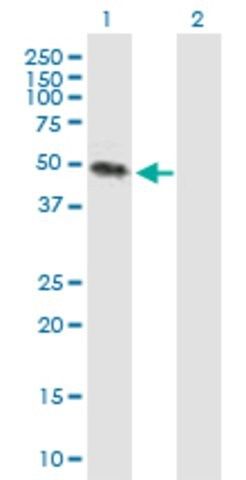 Anti-KREMEN2 antibody produced in mouse