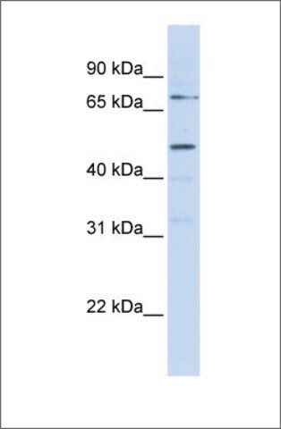 Anti-KREMEN1 antibody produced in rabbit