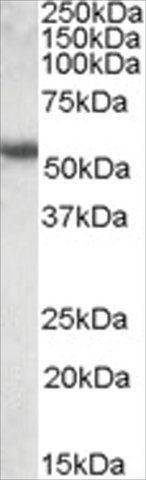 Anti-KRT13 antibody produced in goat