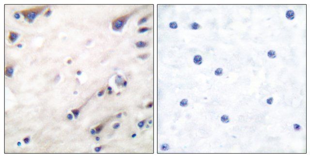 Anti-KSR antibody produced in rabbit