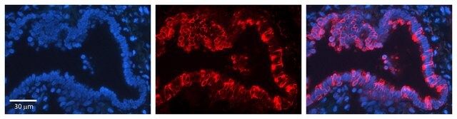 Anti-KRT7 antibody produced in rabbit