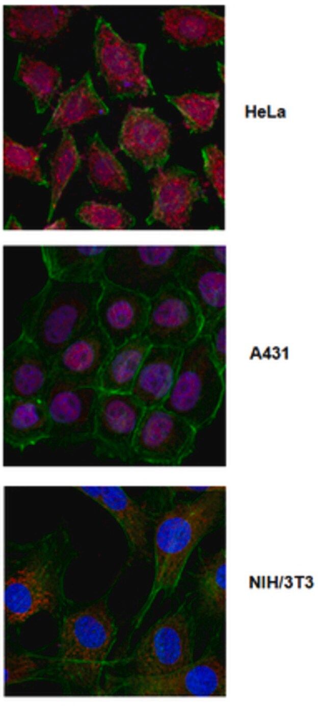 Anti-Krueppel-Like Factor 4 (Klf4) Antibody