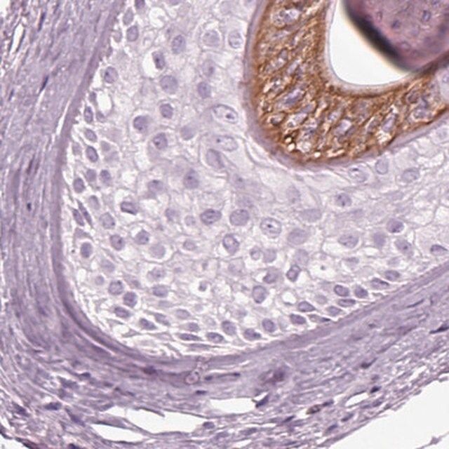 Anti-KRTAP3-3 antibody produced in rabbit