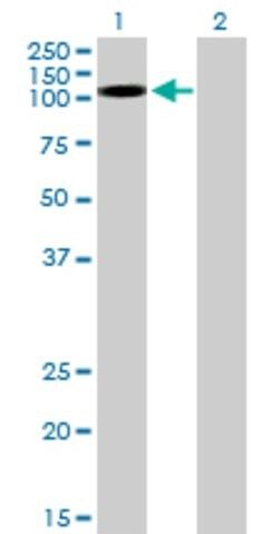 Anti-KSR2 antibody produced in mouse