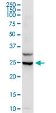 Anti-IL3 antibody produced in rabbit