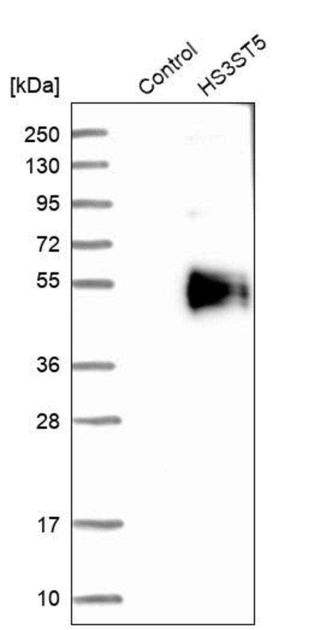 Anti-HS3ST5 antibody produced in rabbit