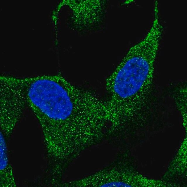 Anti-HS3ST3B1 antibody produced in rabbit