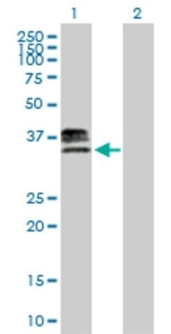 Anti-HS3ST1 antibody produced in mouse