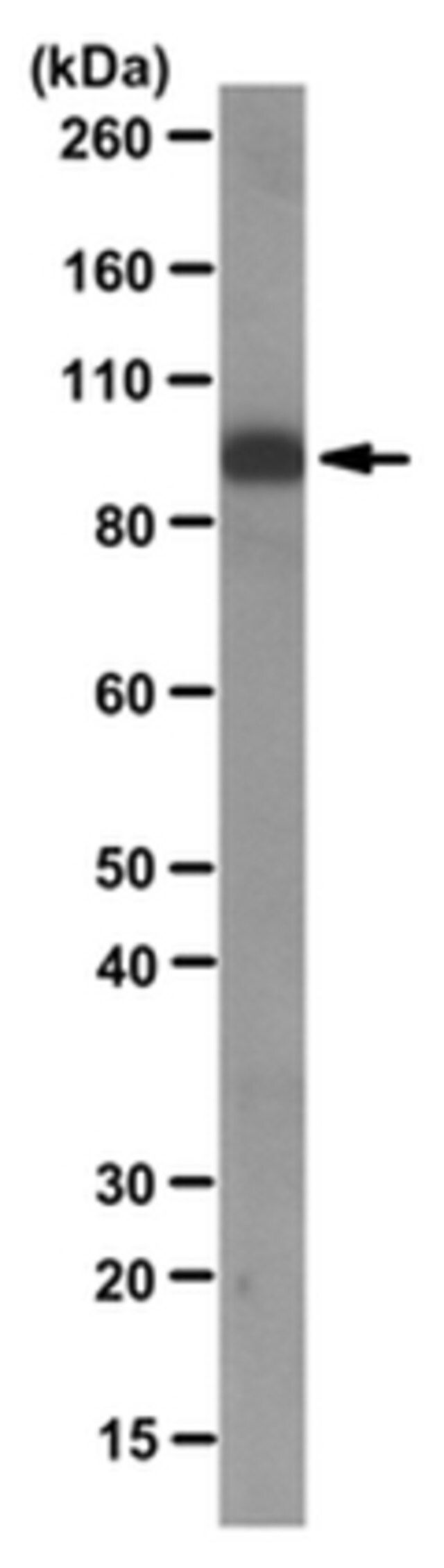 Anti-ICBP90/UHRF1 Antibody, clone 1RC1C-10