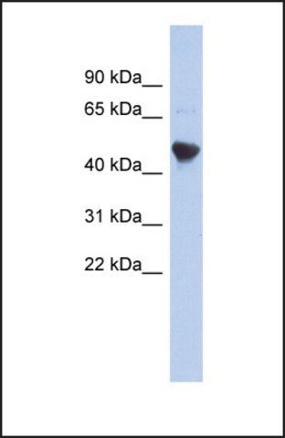 Anti-IER5L antibody produced in rabbit